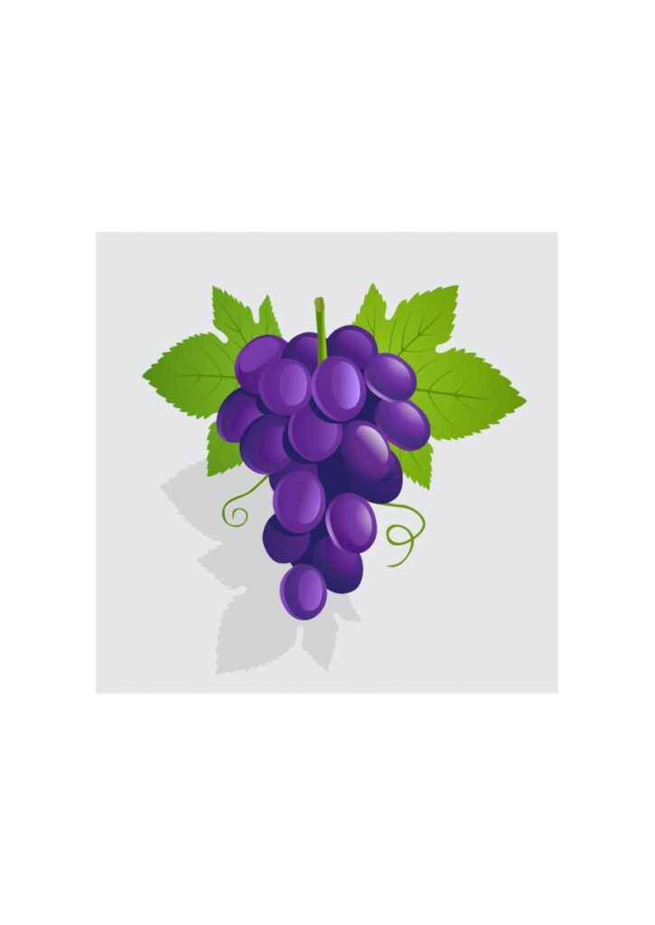 Vector illustration Grapes