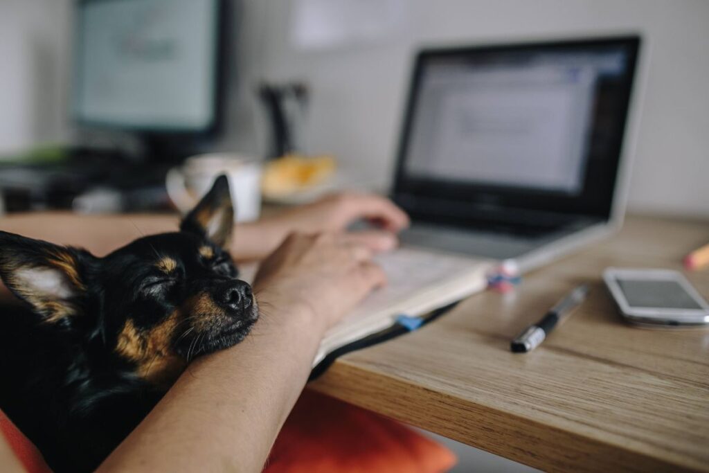 Woman working on her laptop with her dog Stock Free