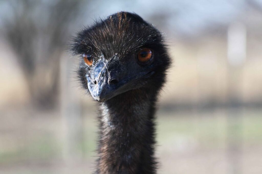 Emu Stock Free