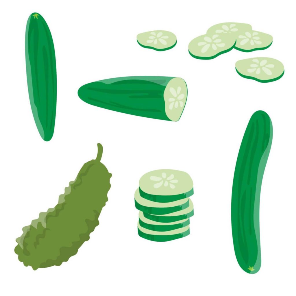 Fresh Cucumber Vector