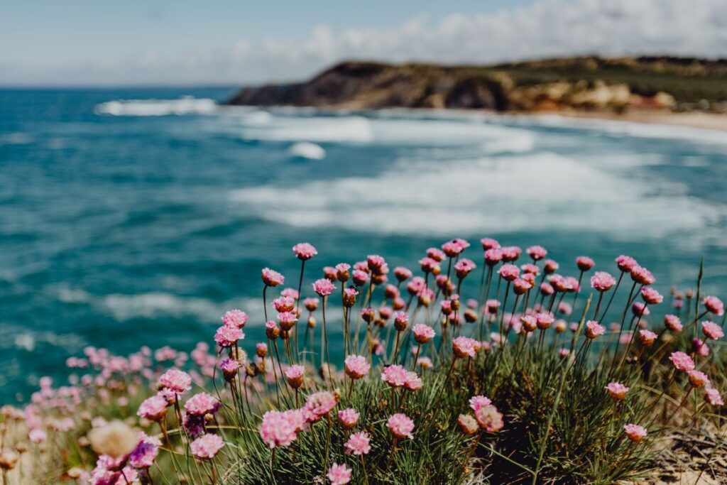 Cluster of Pink Flowers Growing at the Ocean’s Edge, Portugal Stock Free