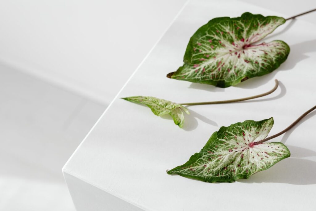 Caladium leaf in a vase Stock Free