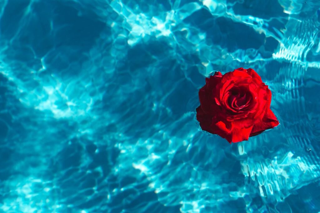 Fresh garden rose on the blue water of a swimming pool on a warm summer day Stock Free