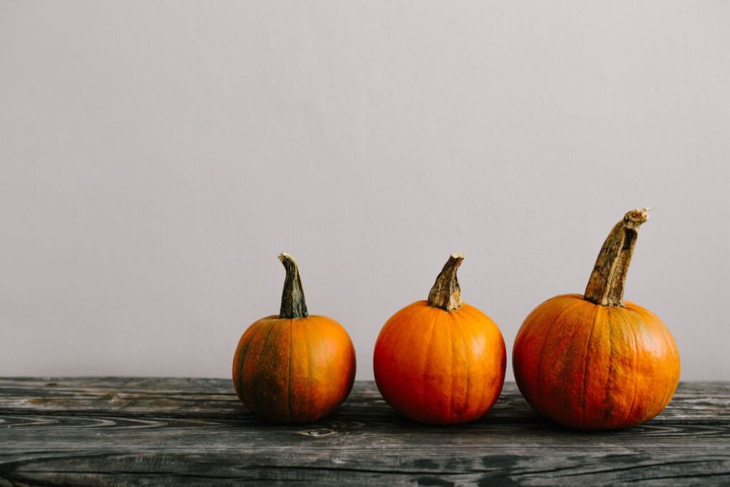 Variety of Pumpkins Stock Free