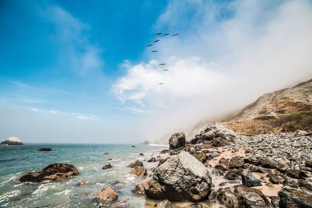 9 Birds Flying Along The Ocean Shoreline Free Photo