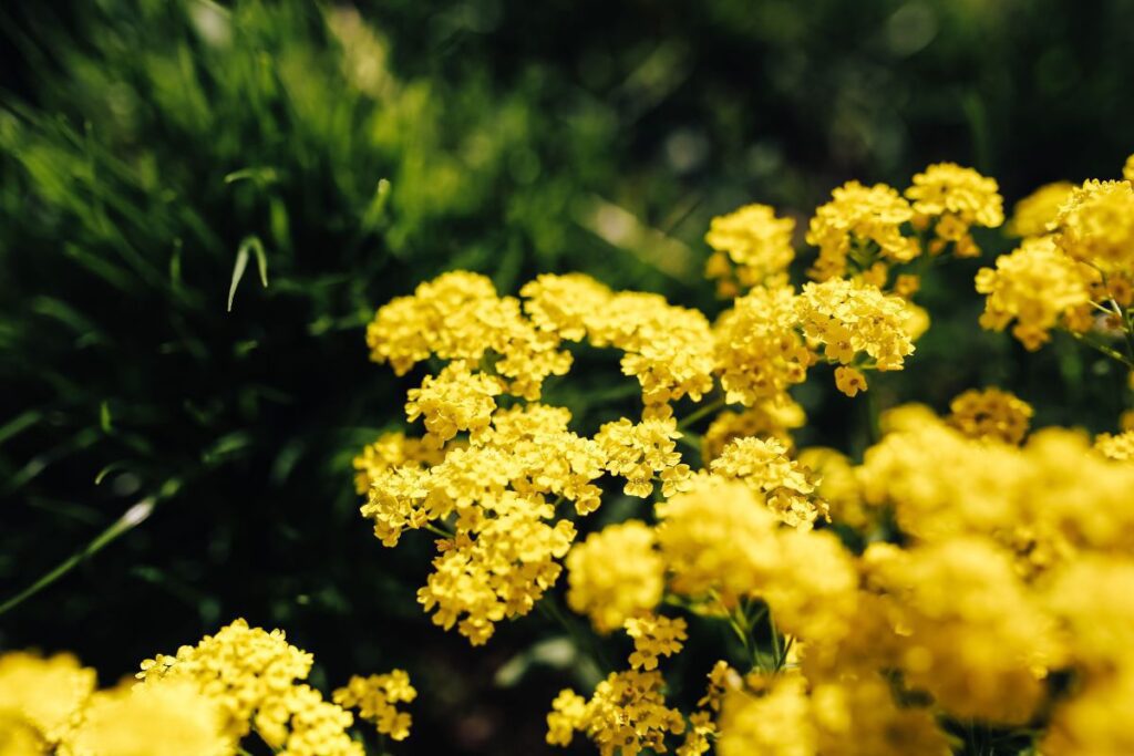 Small yellow flowers Stock Free