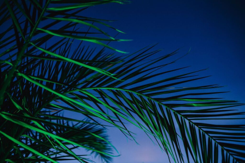 Illuminated palm trees Stock Free