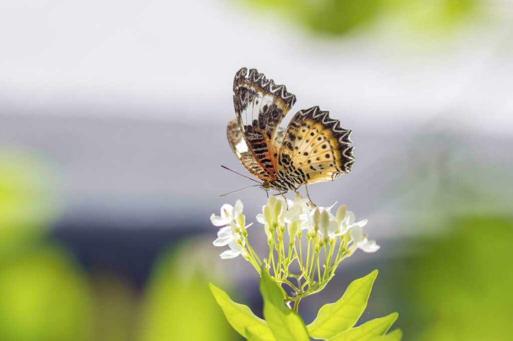 a butterfly is sitting on a flower Stock Free