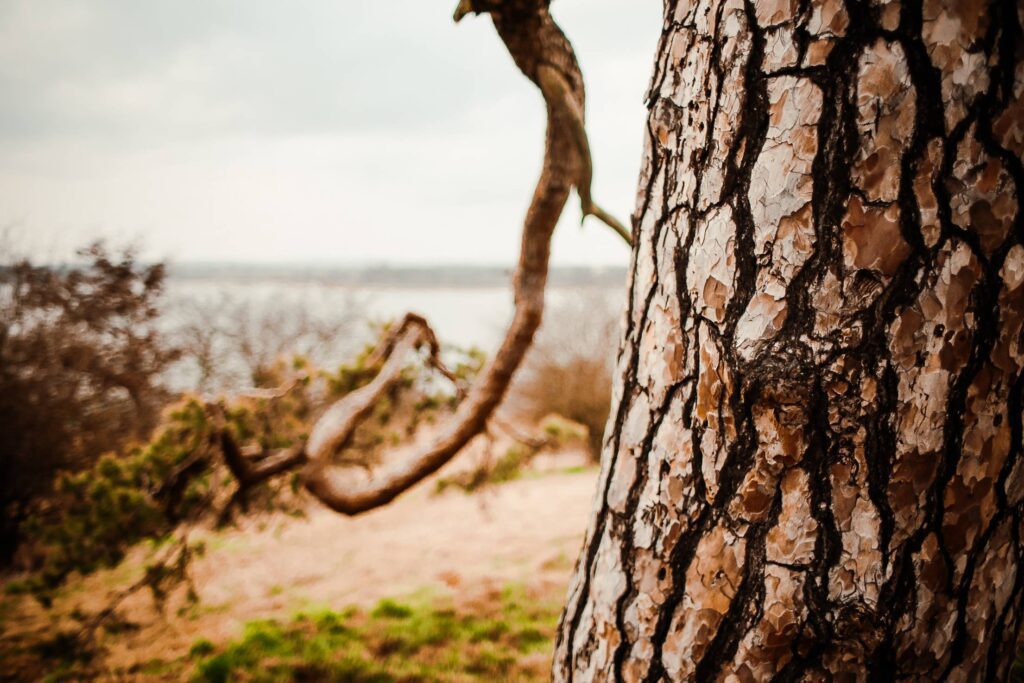 A Conifer Tree Trunk Close Up Free Photo