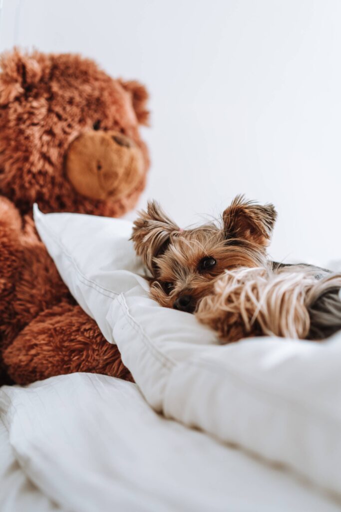 A Dog Lying on a Large Pillow in The Bed Free Photo