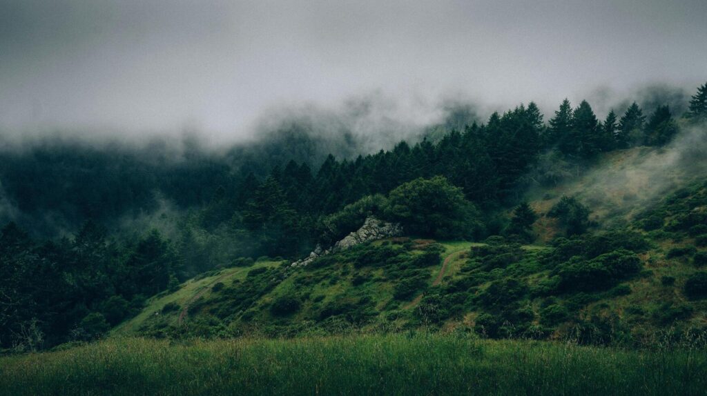 a forest with fog in the background Stock Free