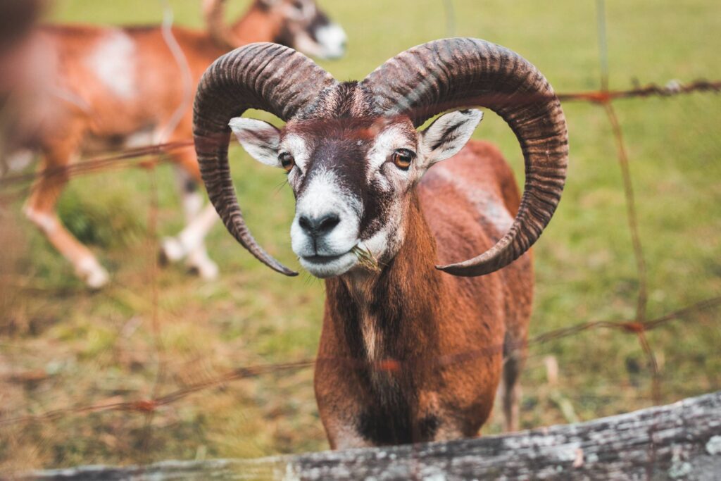 A Goat with Big Horns Behind the Fence Free Photo