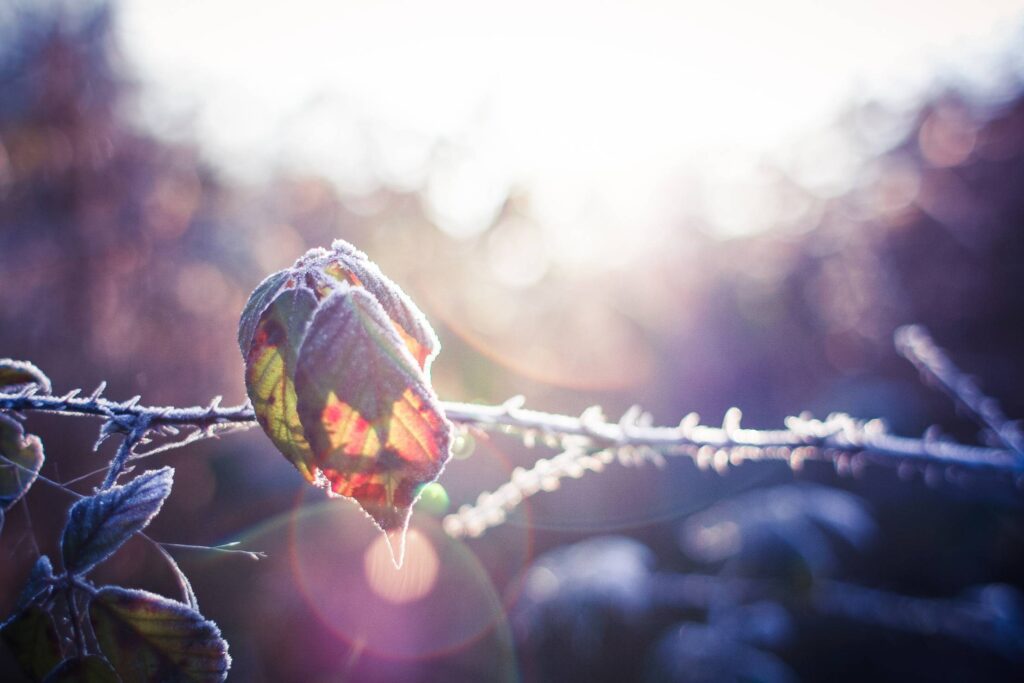 A Leaf in Morning Dew Free Photo