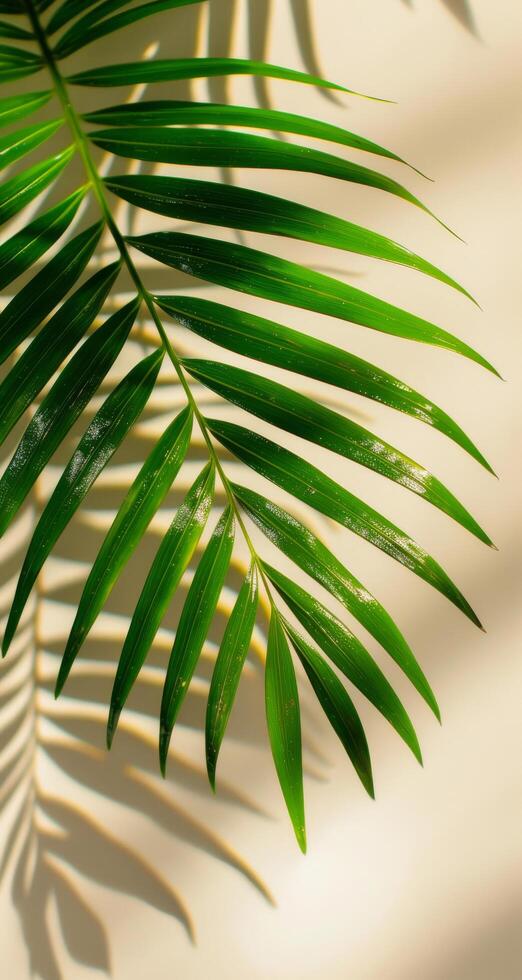 A Single Palm Leaf Casts a Shadow on a Beige Background Stock Free