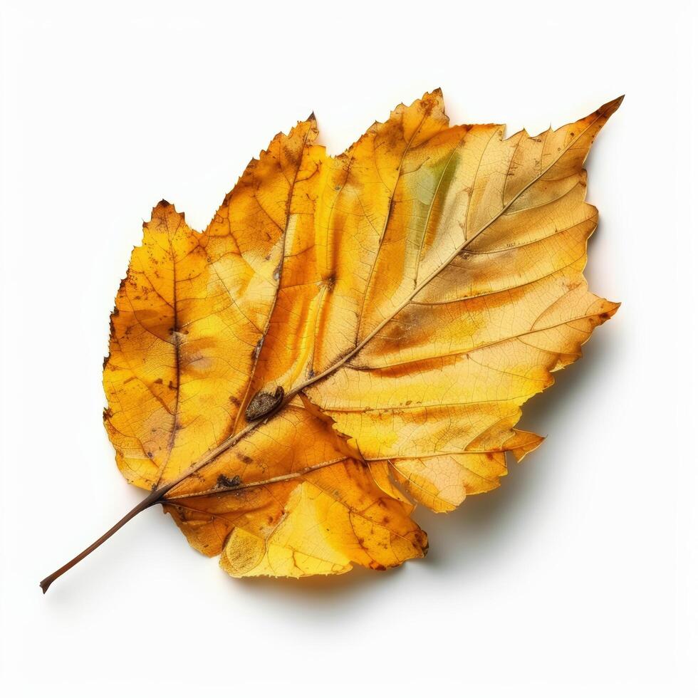 A Single Yellow Leaf on White Background Stock Free