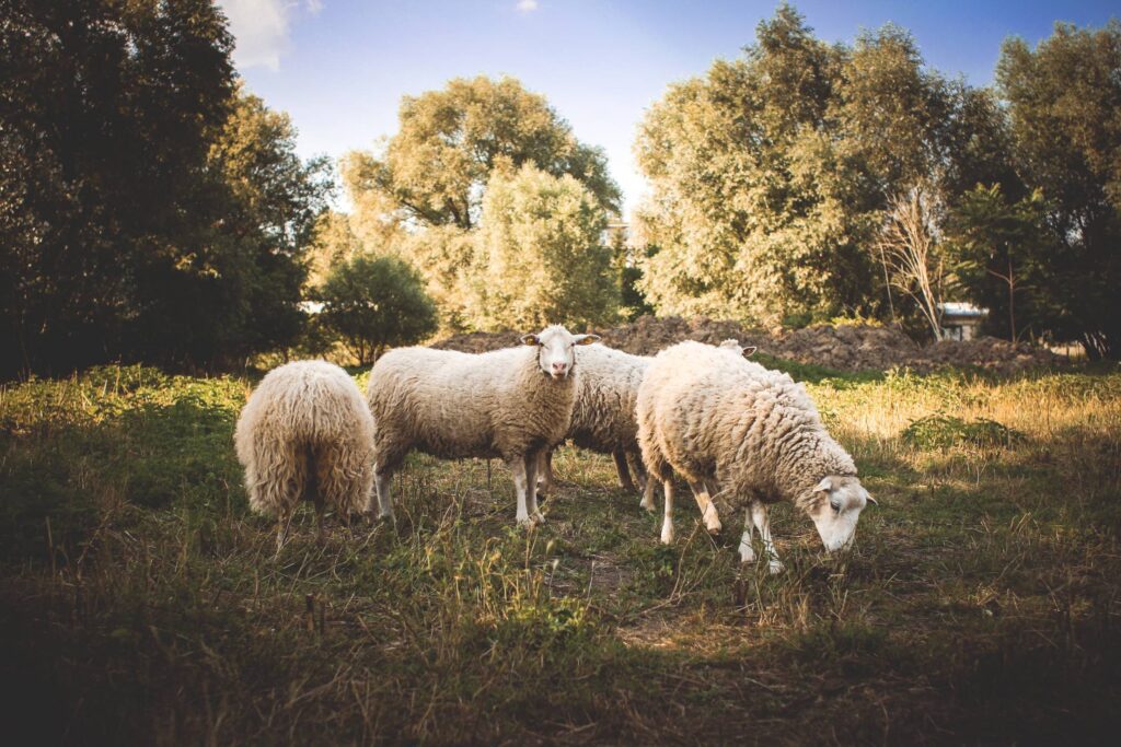 A Small Flock of Sheep Free Photo