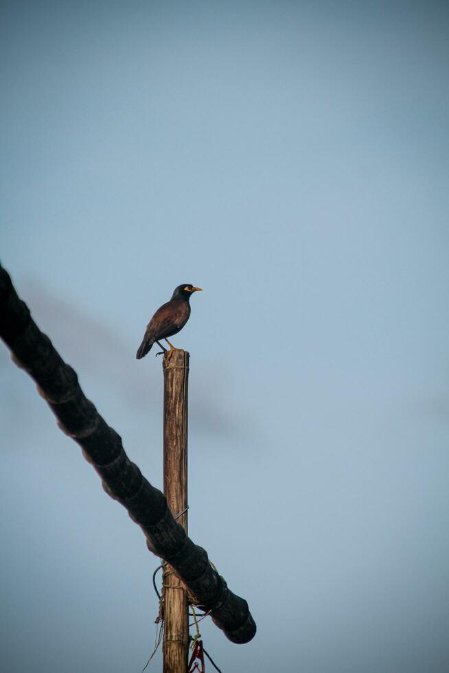 A wild bird standing on a bamboo with a cloudy sky background Stock Free