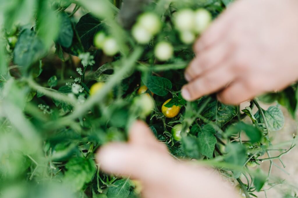 Variety of vegetables growing in backyard garden Stock Free