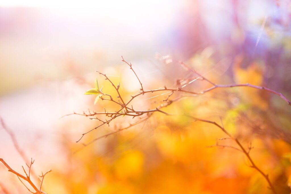 Abstract Colors of Autumn Free Photo