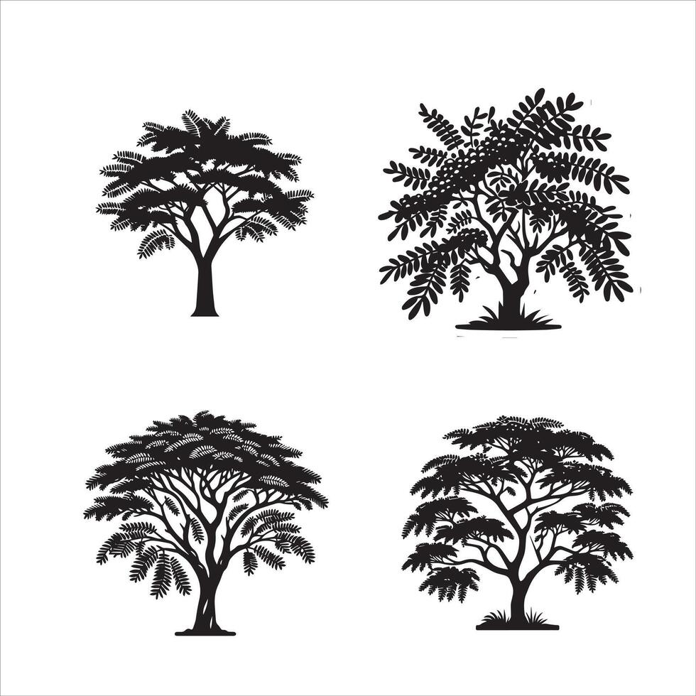 Acacia tree silhouette icon graphic logo design Stock Free