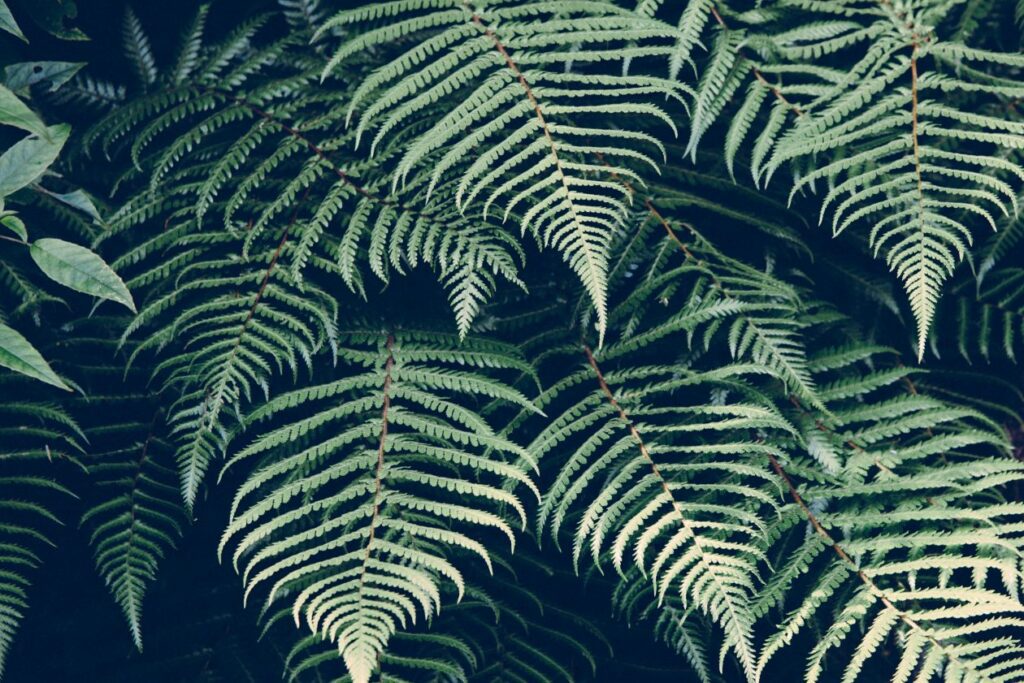 Fern Stock Free