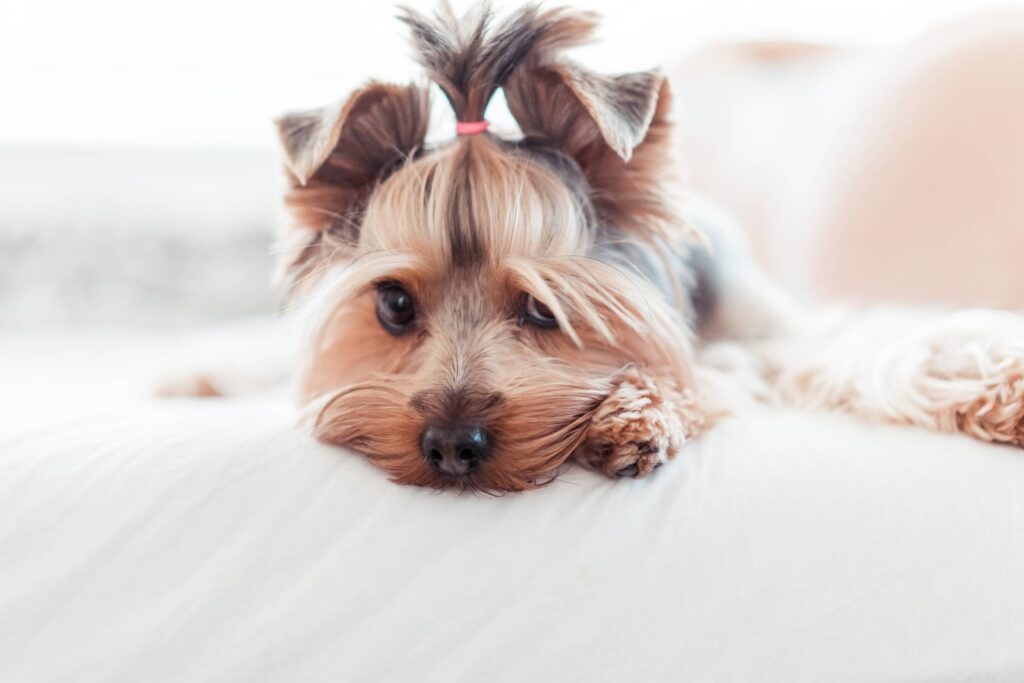 Adorable Yorkshire Terrier Puppy Innocent Look in Bed Free Photo