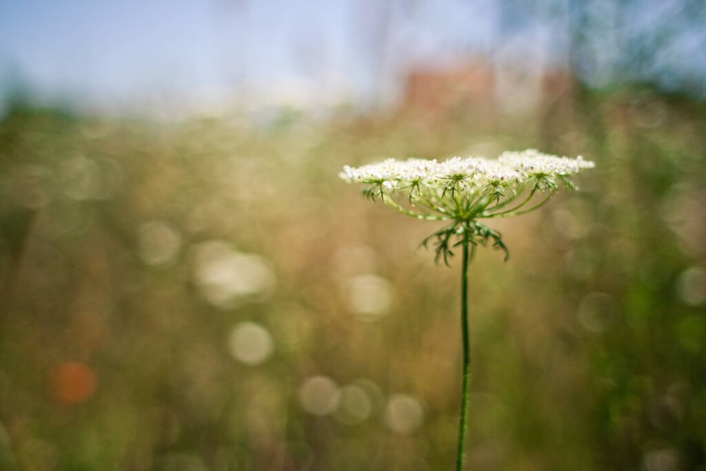 Aegopodium Podagraria Free Photo