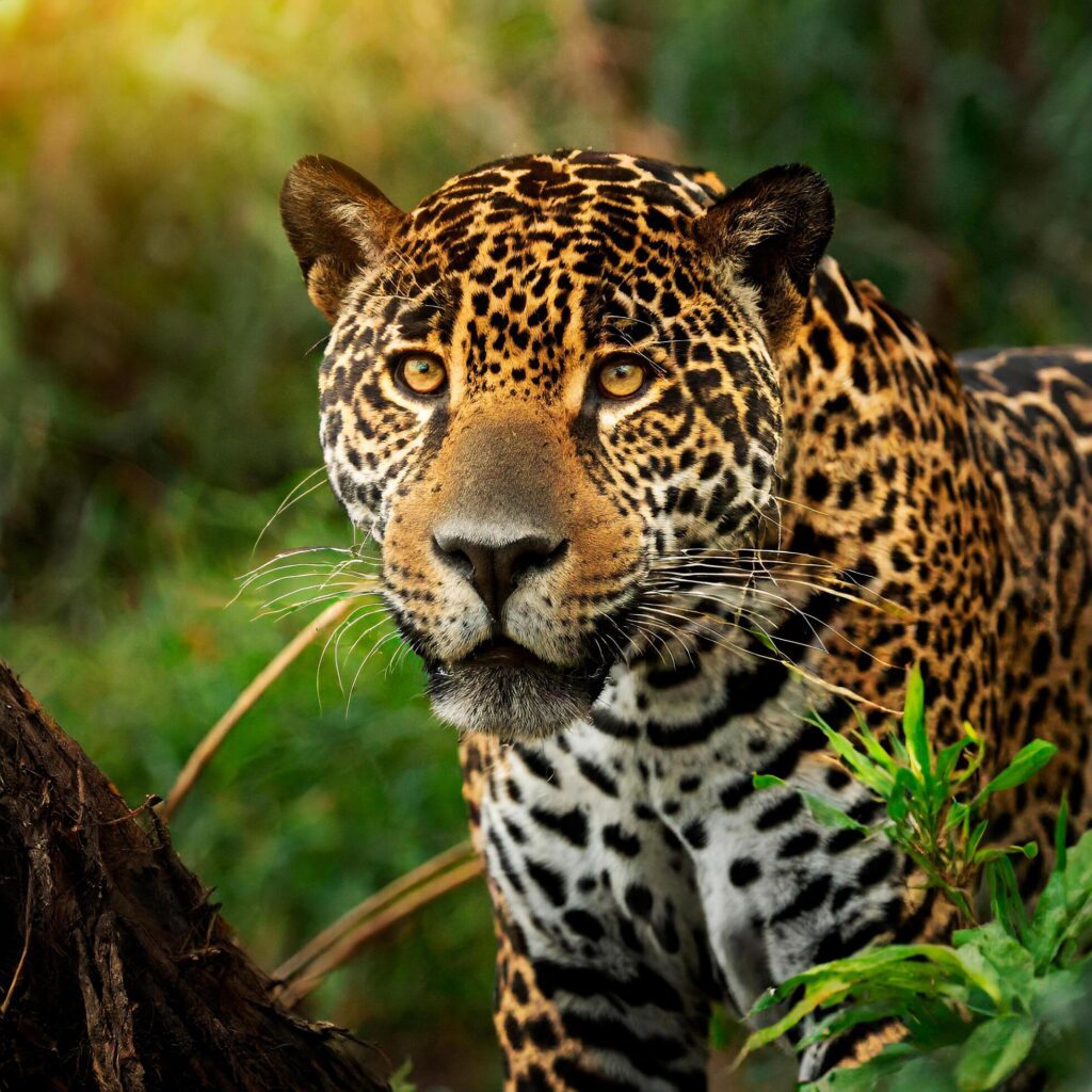 Beautiful and endangered American jaguar in its natural habitat, Panthera onca Free Photo