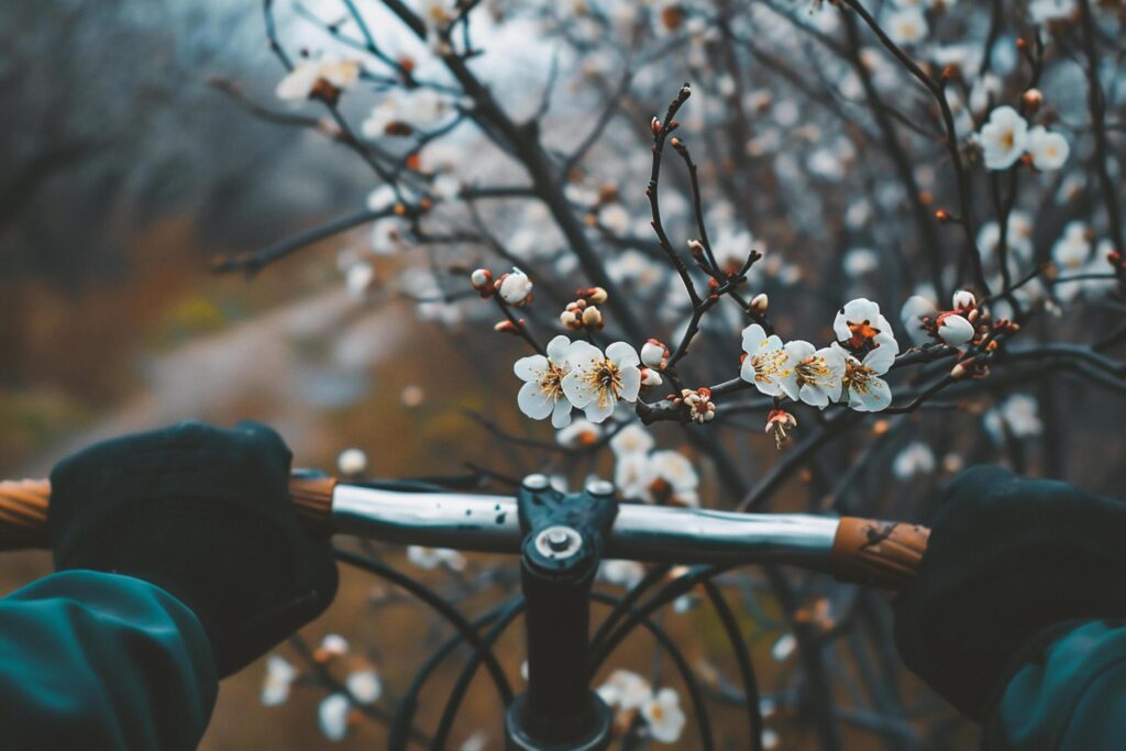 Bike with blooming apricot tree in spring time Free Photo