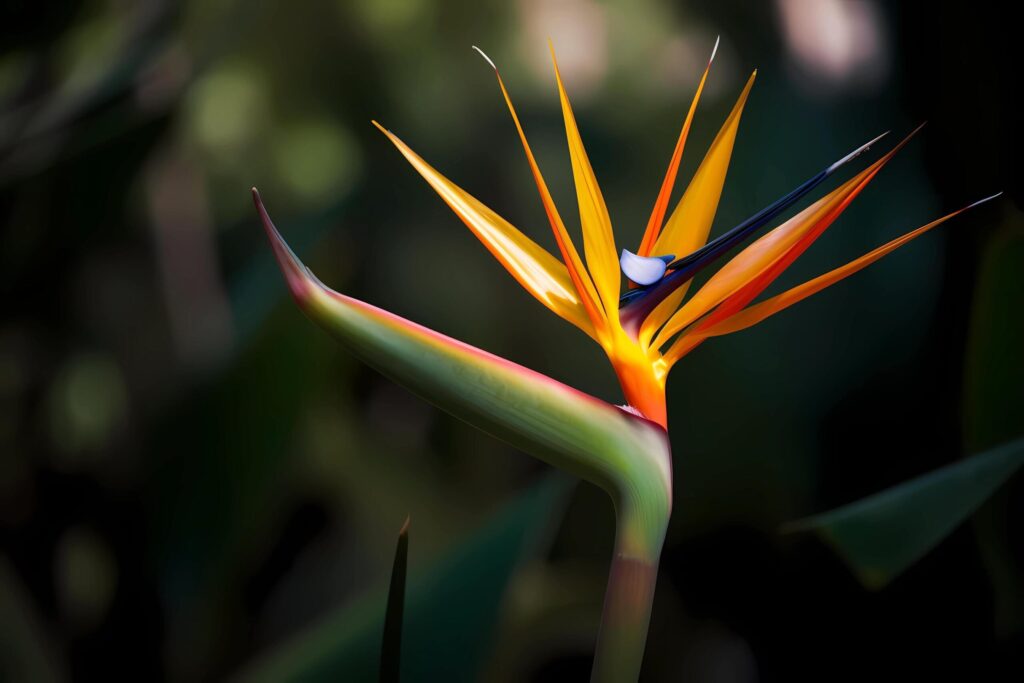 Bird of Paradise – Strelitzia reginae – Flower native to South Africa – Known for its unique, bird-like shape and vibrant colors. A symbol of freedom and magnificence Free Photo