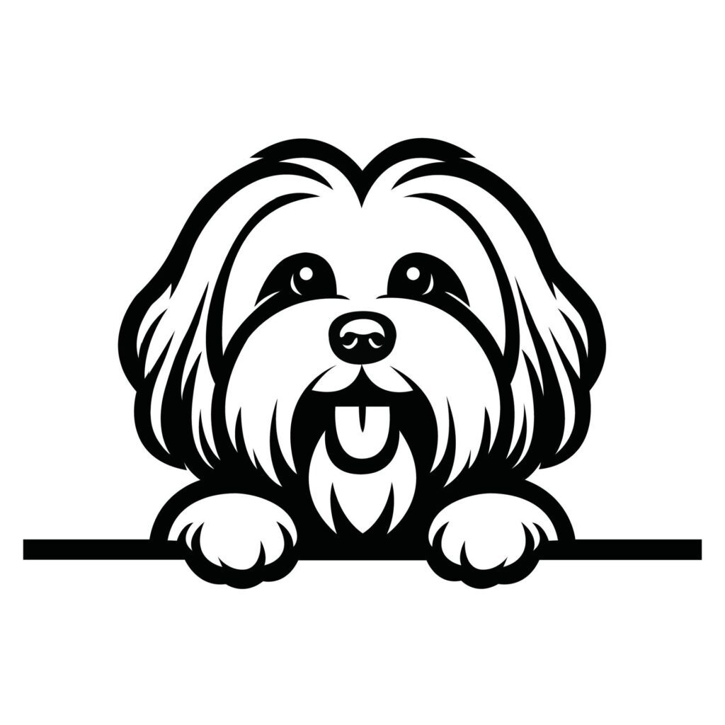 Black And White Havanese dog peeking face illustration vector Free Vector