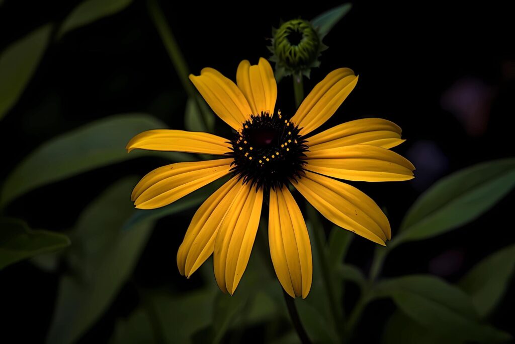 Black-eyed Susan – Rudbeckia hirta – Flower native to North America – Known for their bright yellow petals and dark centers. A symbol of encouragement and motivation Free Photo