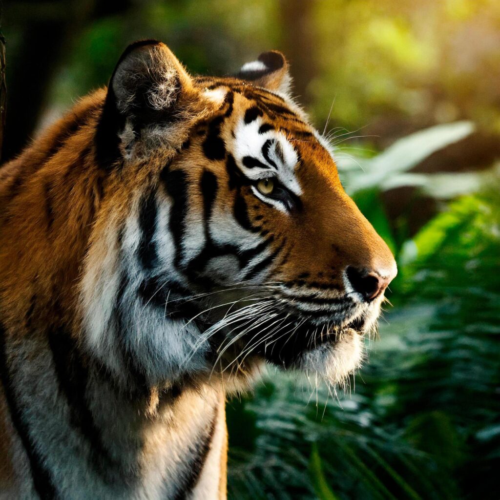 Closeup of a Siberian tiger in a jungle Free Photo