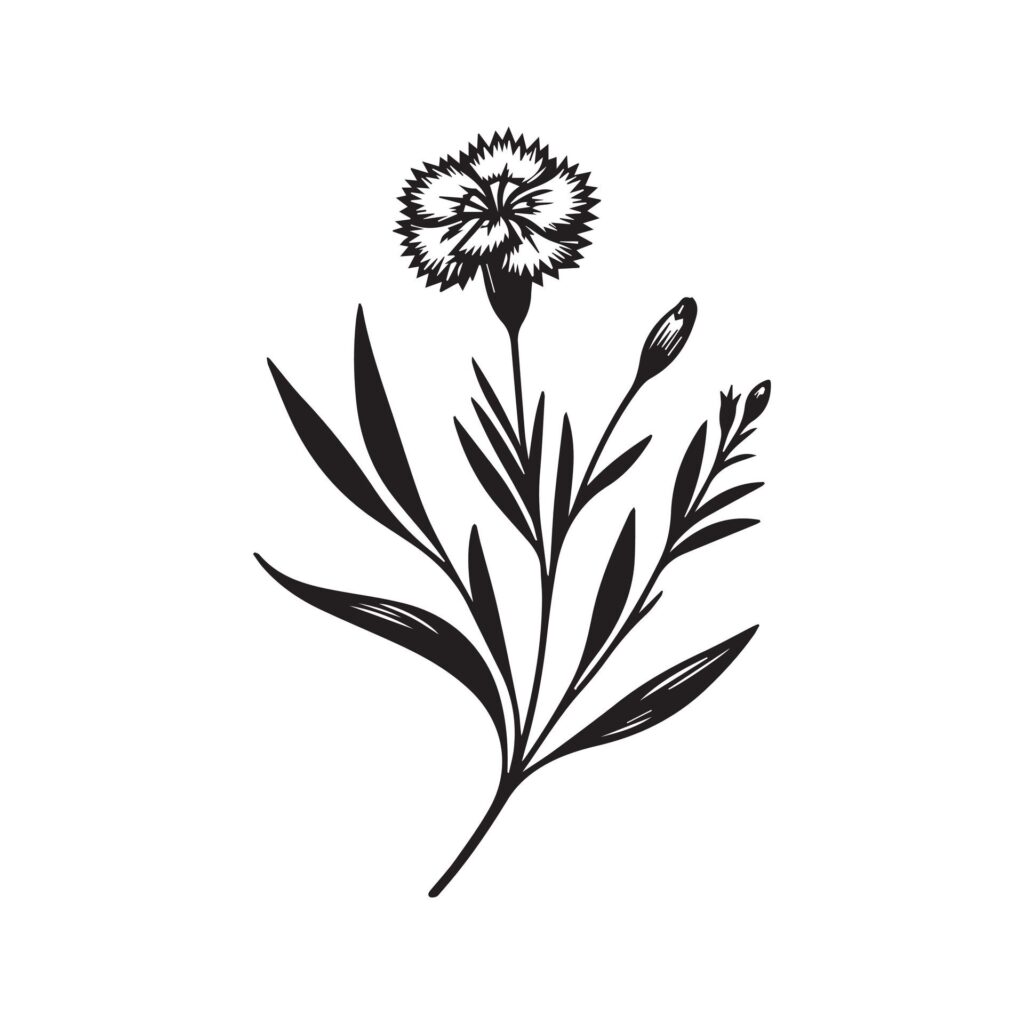 Dianthus flower silhouette black and white illustration Free Vector