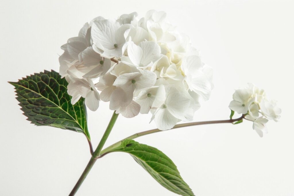 Elegant White Hydrangea on Bright Background Free Photo