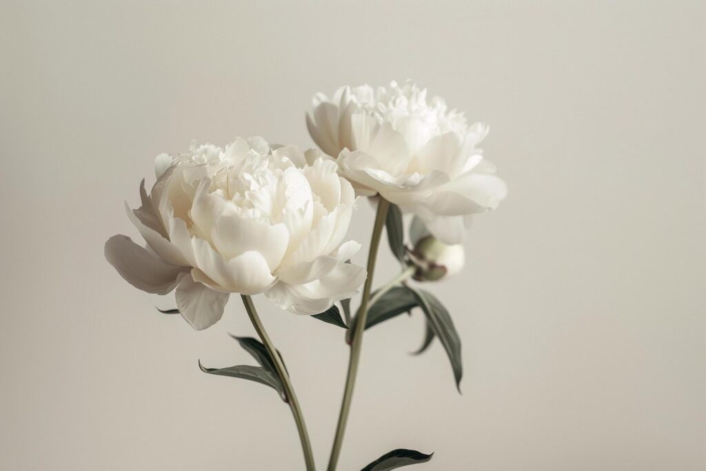 Elegant White Peonies on Neutral Backdrop Free Photo