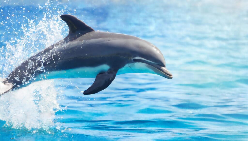 Firefly full body of dolphin jumping in clear sea water Free Photo