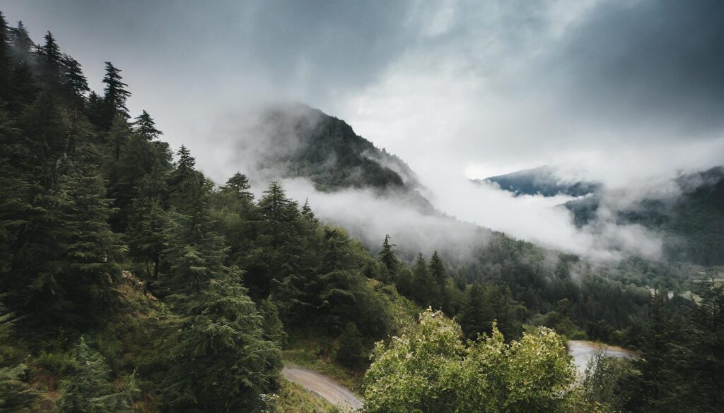 Forest trees landscape with misty fog clouds in the wild Free Photo