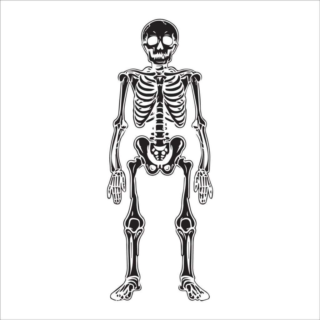 Human skeleton in black and white illustration Free Vector