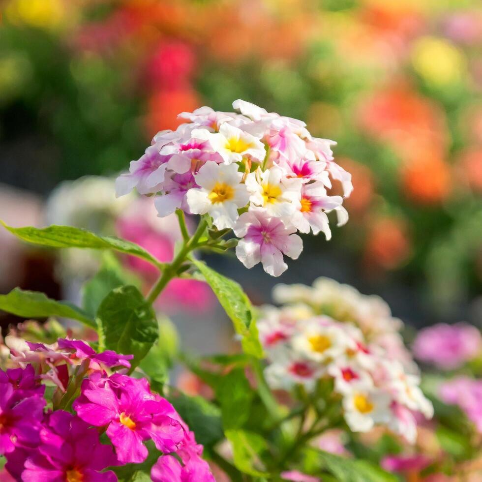 AI generated Lovely white spring flower with blurred background Stock Free