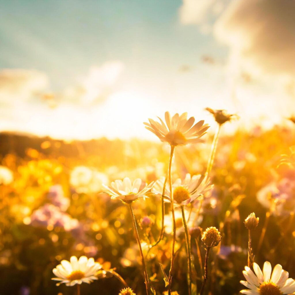 Photo of a flower field with a sunbeam-filled sky Free Photo