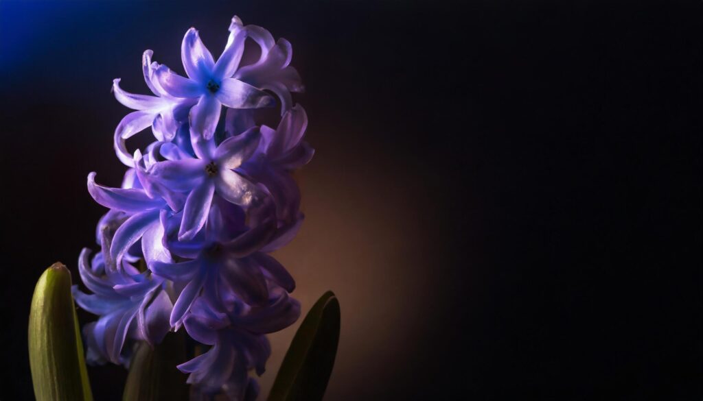 purple hyacinth flower in dark background with copy space Free Photo