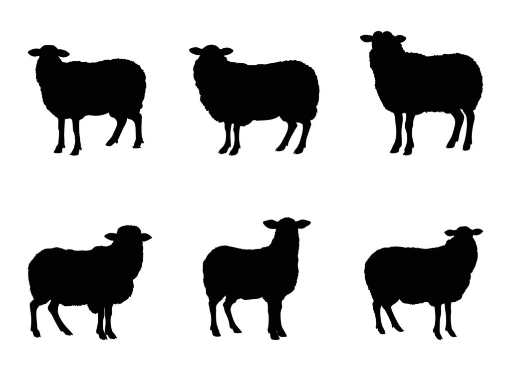 sheep illustration isolated on white background. Free Vector