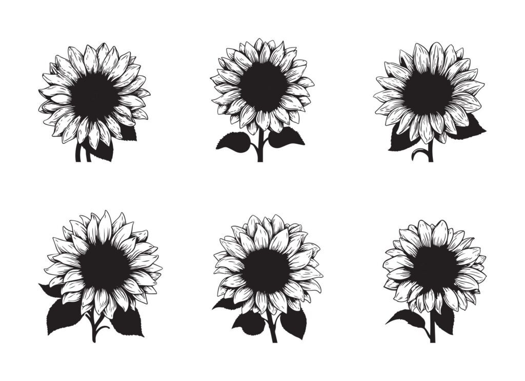 sunflower illustration isolated on white background. Free Vector