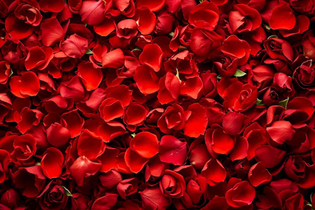 vibrant collection of red roses petal as inspiration to create captivating visuals Ai Generated Free Photo