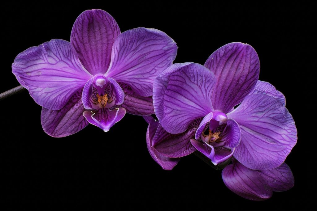 Vivid Purple Orchid Duo on Black Free Photo