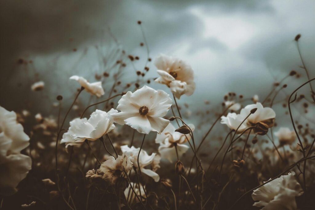 White cosmos flowers blooming in garden, vintage filter and soft focus Free Photo