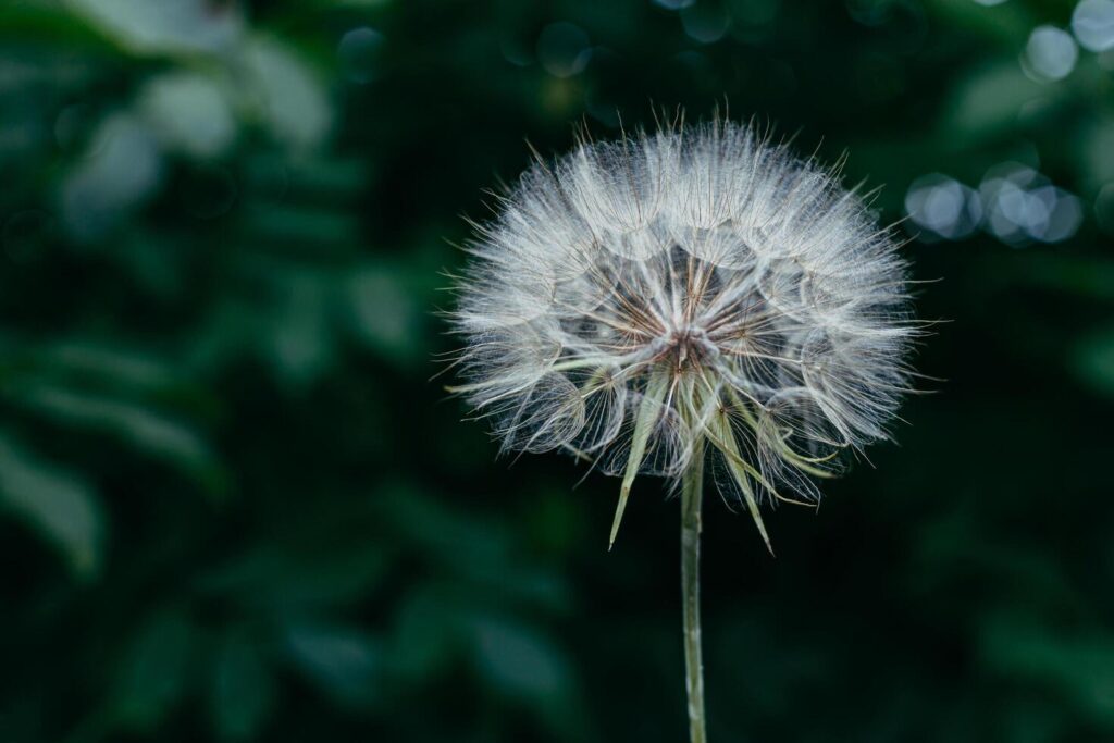 Air dandelion on fresh green background. Close-up, place for text. Concept image for dreaming, evanescence, lightness of being. Stock Free