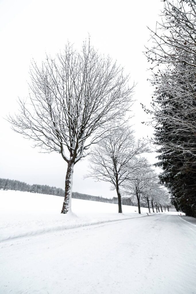 Alley of Trees Covered with Snow Free Photo