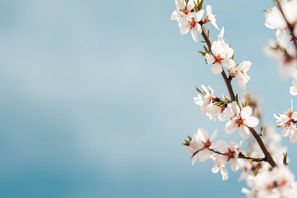 Almond Blossoms and Blue Sky Copy Space Free Photo